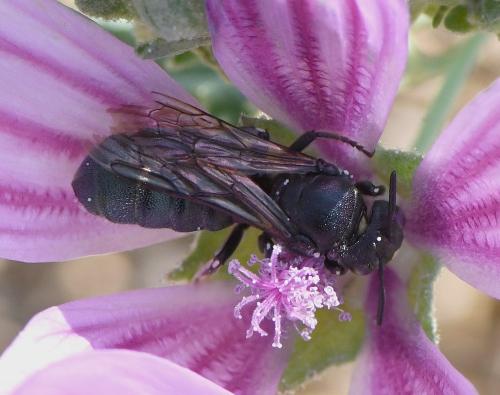 Réf. 240 267 : Ceratina sp.